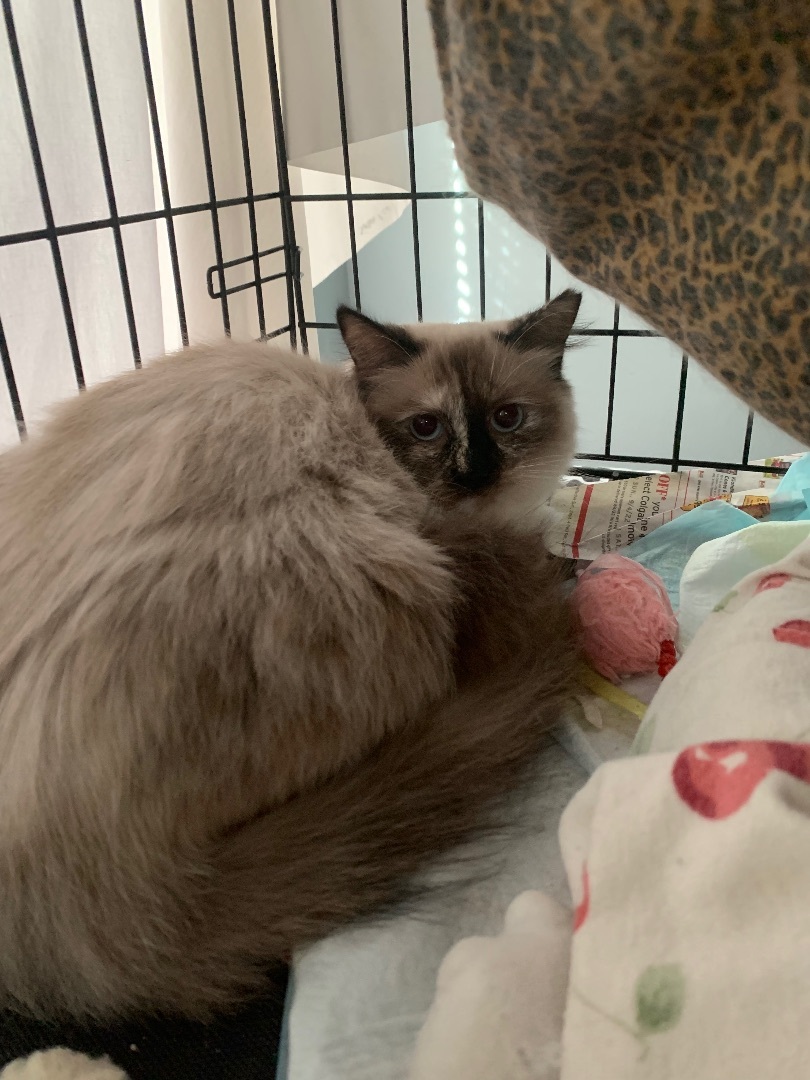 Cat for adoption - Minkee, a Himalayan & Siamese Mix in Medford, NJ ...