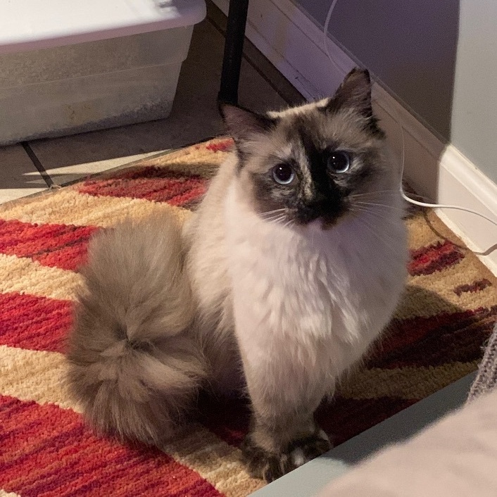 Petfinder ragdoll best sale