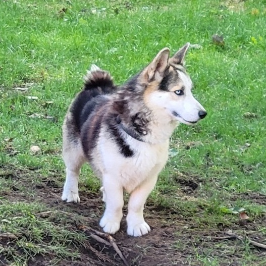 Levi , an adopted Corgi & Husky Mix in Rochester, NY_image-1