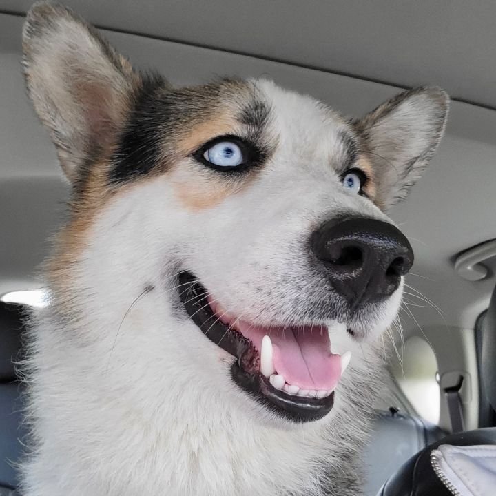Levi , an adopted Corgi & Husky Mix in Rochester, NY_image-5