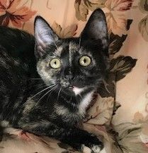 free kittens in danbury ct