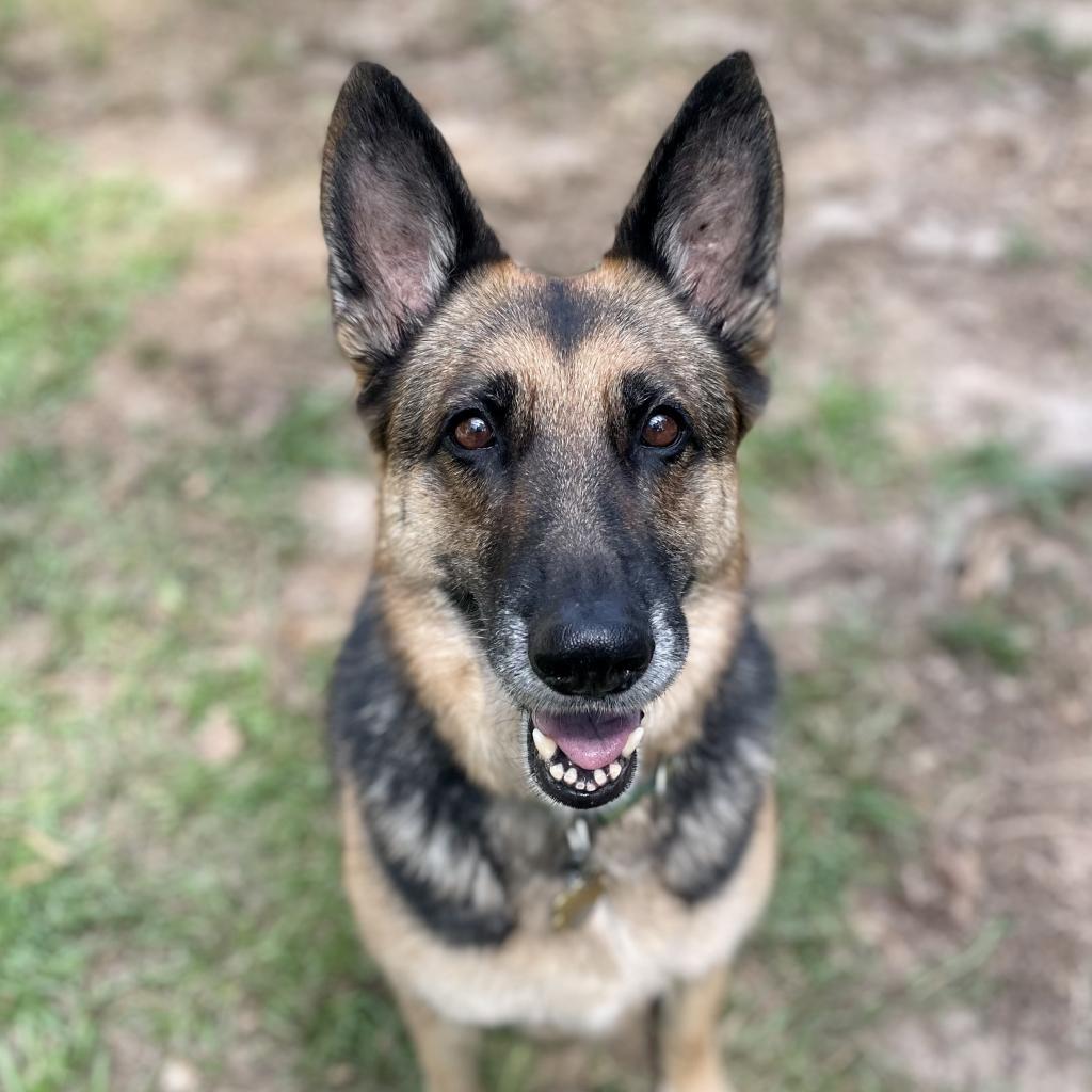 Lulu, an adoptable German Shepherd Dog in Fayetteville, GA, 30214 | Photo Image 1