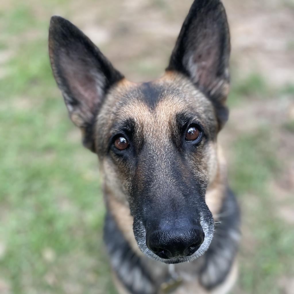 Lulu, an adoptable German Shepherd Dog in Fayetteville, GA, 30214 | Photo Image 2