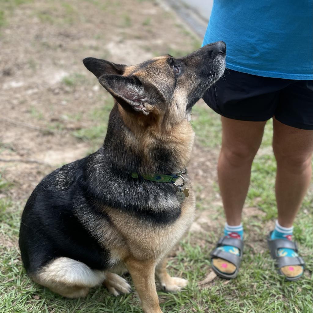 Lulu, an adoptable German Shepherd Dog in Fayetteville, GA, 30214 | Photo Image 3