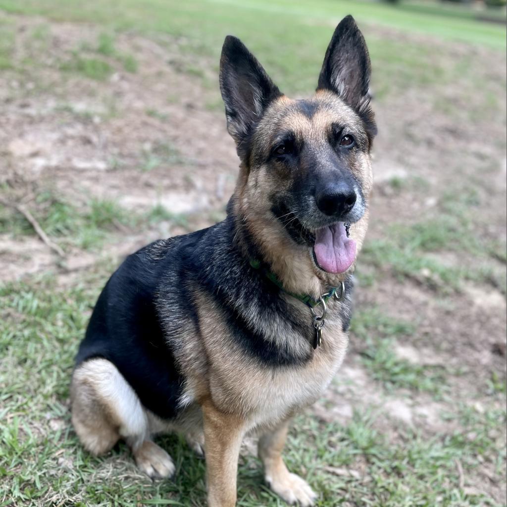Lulu, an adoptable German Shepherd Dog in Fayetteville, GA, 30214 | Photo Image 4