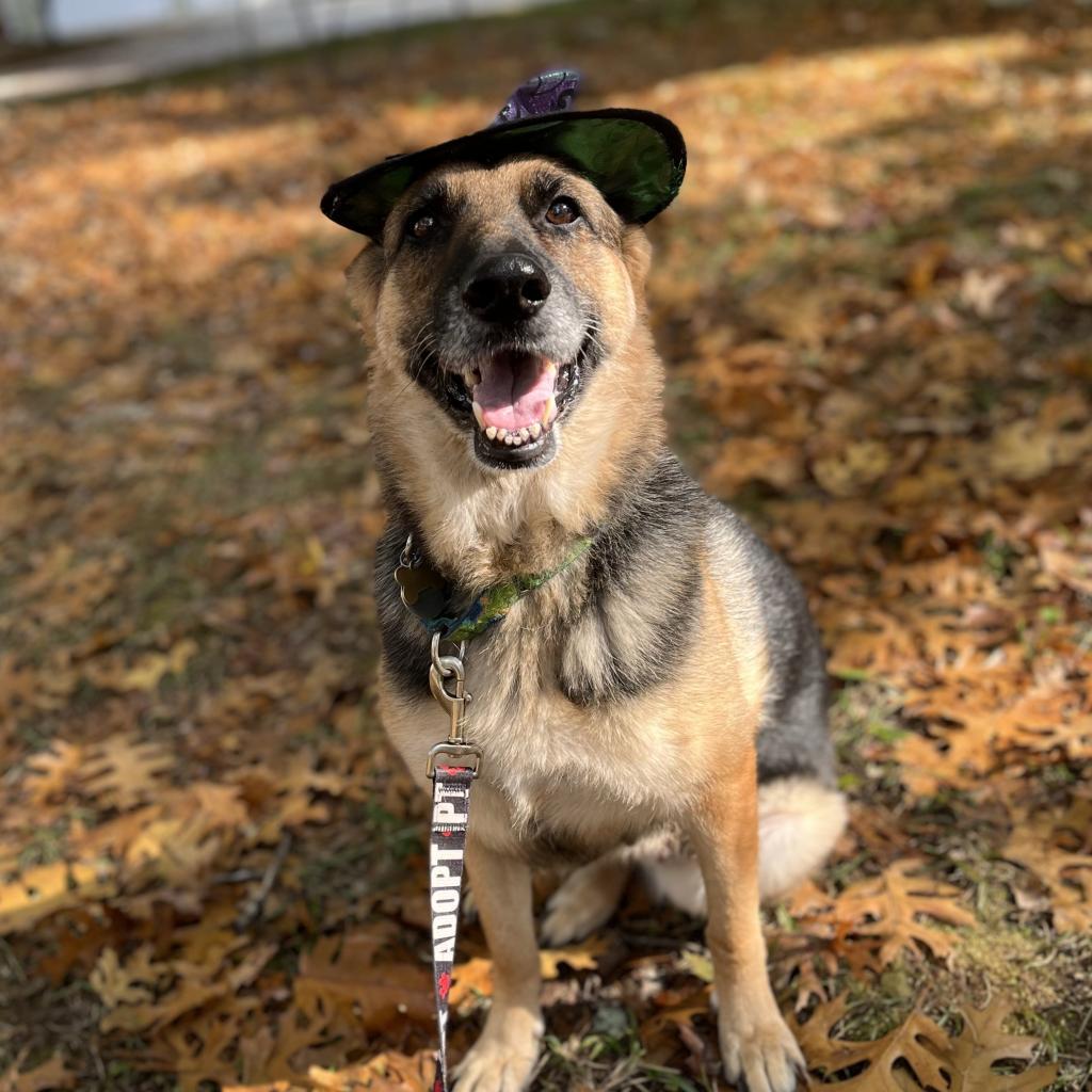 Lulu, an adoptable German Shepherd Dog in Fayetteville, GA, 30214 | Photo Image 5