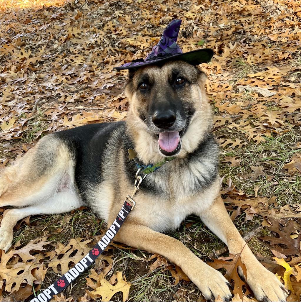 Lulu, an adoptable German Shepherd Dog in Fayetteville, GA, 30214 | Photo Image 6