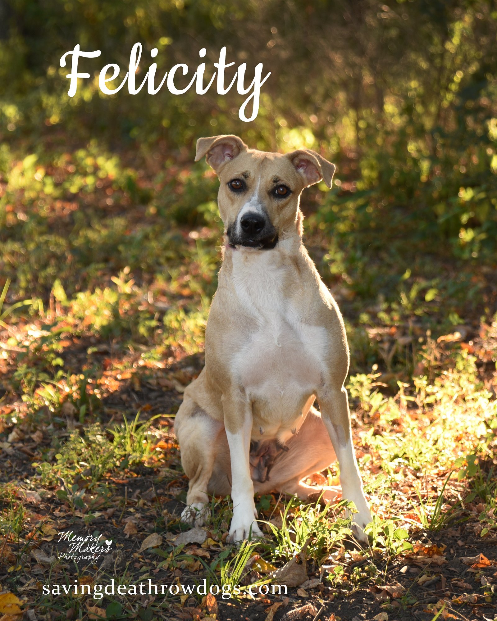 Felicity, an adoptable Mixed Breed in Topeka, KS, 66614 | Photo Image 1