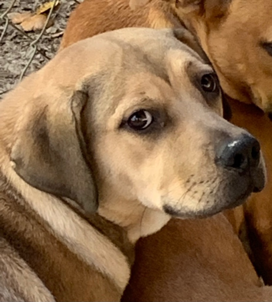 Sugar, an adoptable Labrador Retriever in St. Augustine, FL, 32084 | Photo Image 1