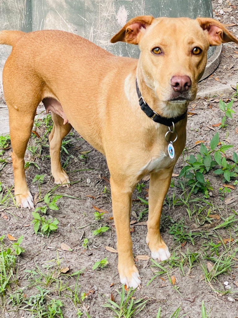 Princess, an adoptable Labrador Retriever in St. Augustine, FL, 32084 | Photo Image 1