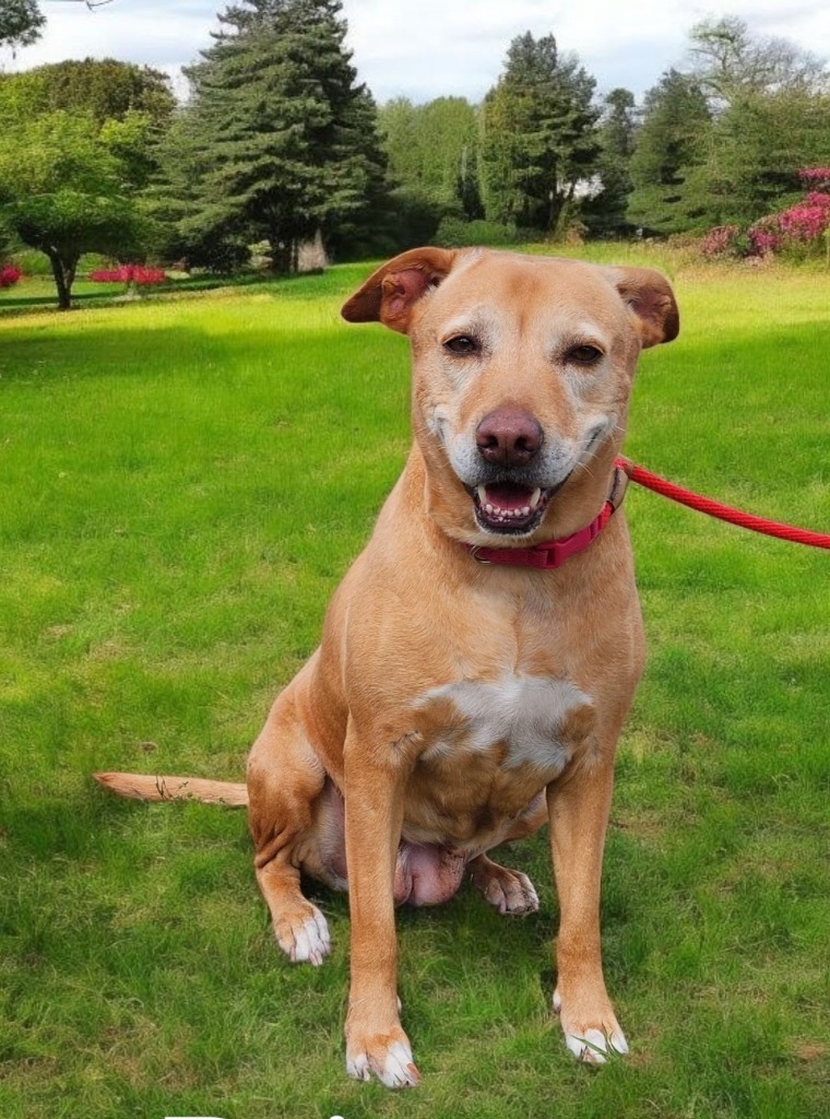 Princess, an adoptable Labrador Retriever in St. Augustine, FL, 32084 | Photo Image 1