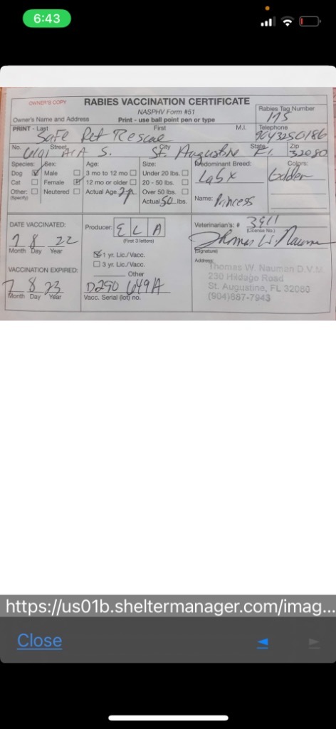 Princess, an adoptable Labrador Retriever in St. Augustine, FL, 32084 | Photo Image 3