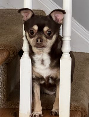 Skarlet Chihuahua Dog