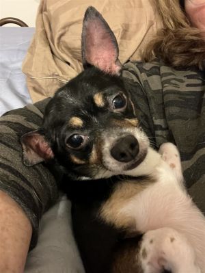 Johnny Papa is a pint-sized Chihuahua who is a snuggle bug while watching TV and relaxing in bed He
