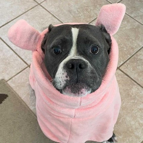 Nugget, an adoptable American Bulldog, Mixed Breed in Turlock, CA, 95380 | Photo Image 1