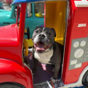 Nugget, Senior Male American Bulldog