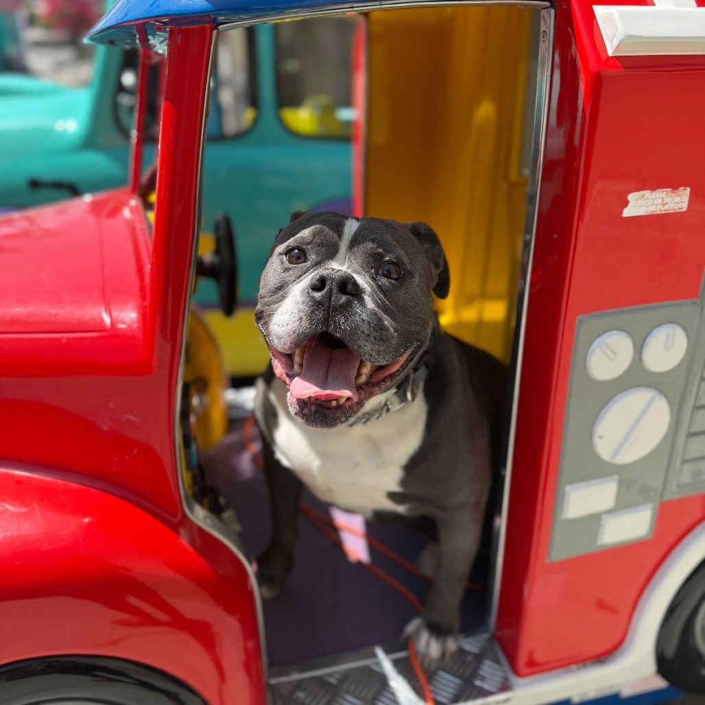 Nugget, an adoptable American Bulldog, Mixed Breed in Turlock, CA, 95380 | Photo Image 1