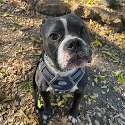 Nugget, an adoptable American Bulldog, Mixed Breed in Turlock, CA, 95380 | Photo Image 2