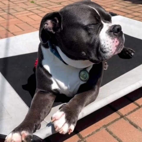 Nugget, an adoptable American Bulldog, Mixed Breed in Turlock, CA, 95380 | Photo Image 3