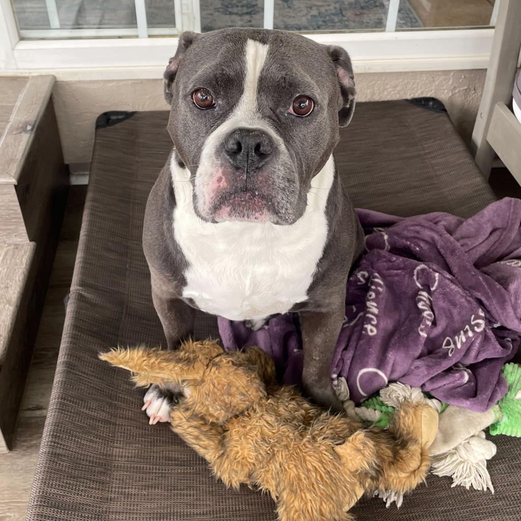 Nugget, an adoptable American Bulldog, Mixed Breed in Turlock, CA, 95380 | Photo Image 3