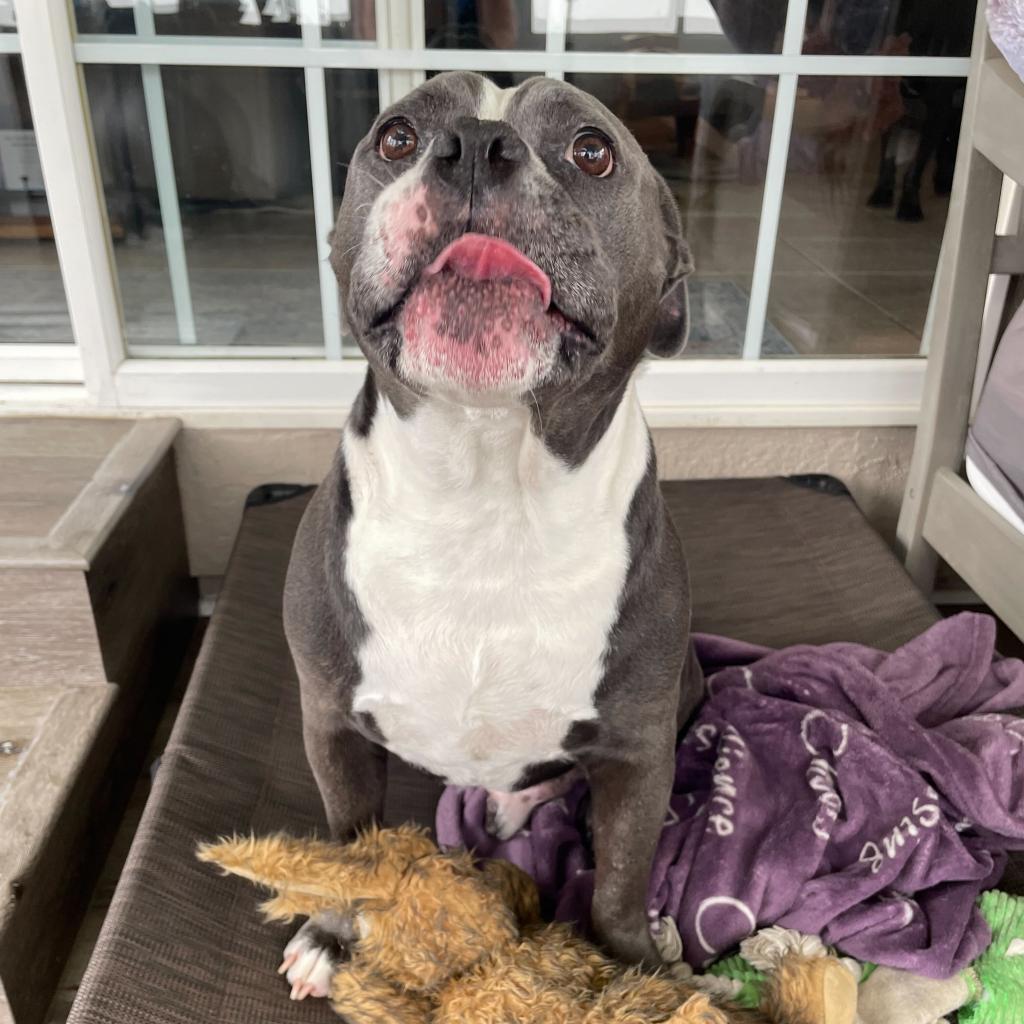 Nugget, an adoptable American Bulldog, Mixed Breed in Turlock, CA, 95380 | Photo Image 3