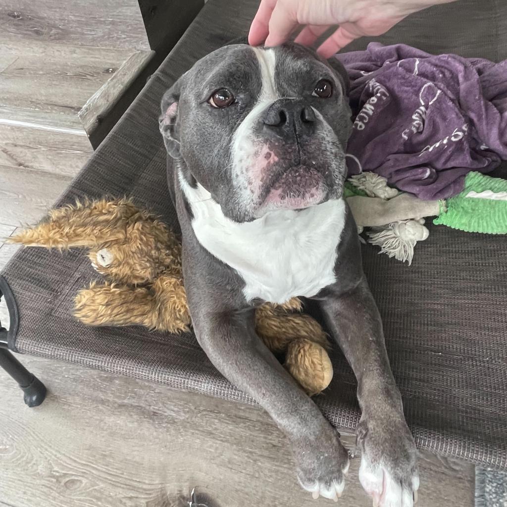 Nugget, an adoptable American Bulldog, Mixed Breed in Turlock, CA, 95380 | Photo Image 4