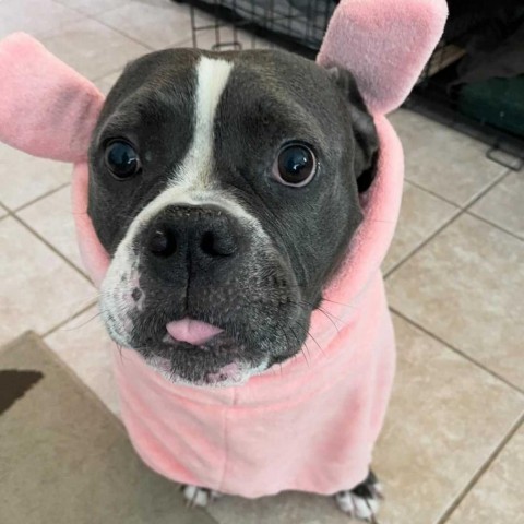 Nugget, an adoptable American Bulldog, Mixed Breed in Turlock, CA, 95380 | Photo Image 5