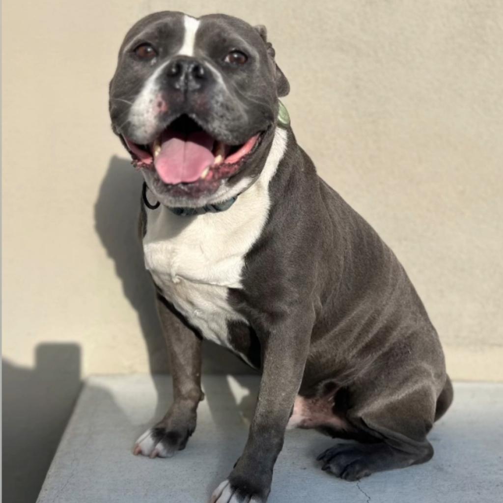 Nugget, an adoptable American Bulldog, Mixed Breed in Turlock, CA, 95380 | Photo Image 5