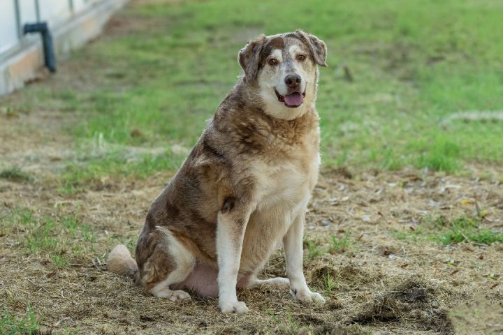 Sadie, an adopted Australian Shepherd & Labrador Retriever Mix in Pearce, AZ_image-2