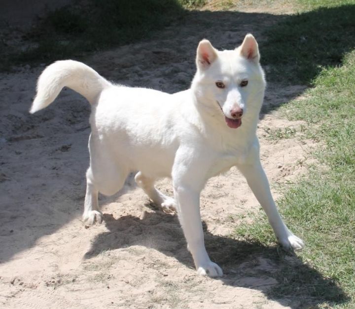 Dog for adoption - CHLOE, a Husky & Alaskan Malamute Mix in Carrollton ...