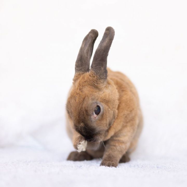 Mochachina, an adopted Mini Rex Mix in Los Angeles, CA_image-2