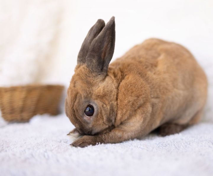 Mochachina, an adoptable Mini Rex Mix in Los Angeles, CA_image-2