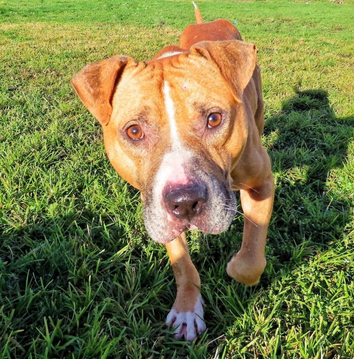 Dog for adoption - 22-424 Bud, a Pit Bull Terrier in Amityville, NY ...