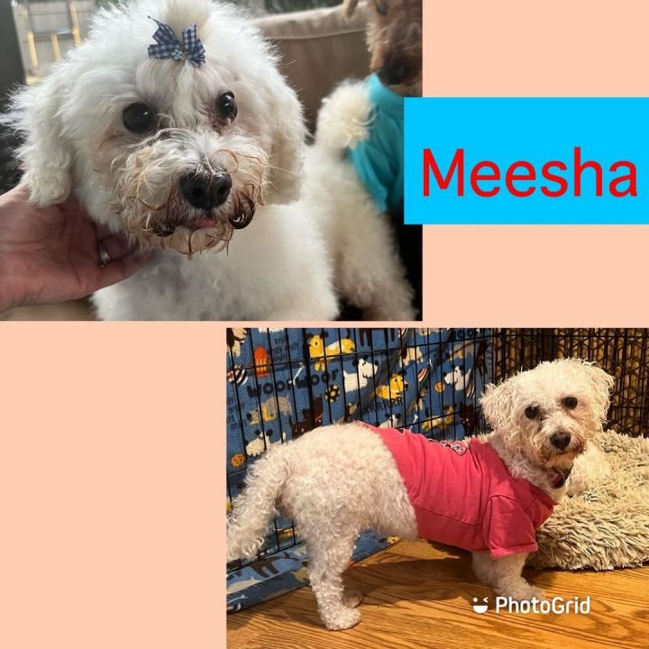 Meesha, an adoptable Bichon Frise in Scranton, PA_image-1