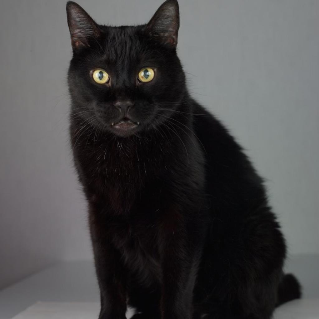 Scamper, an adoptable Domestic Short Hair in Kanab, UT, 84741 | Photo Image 1