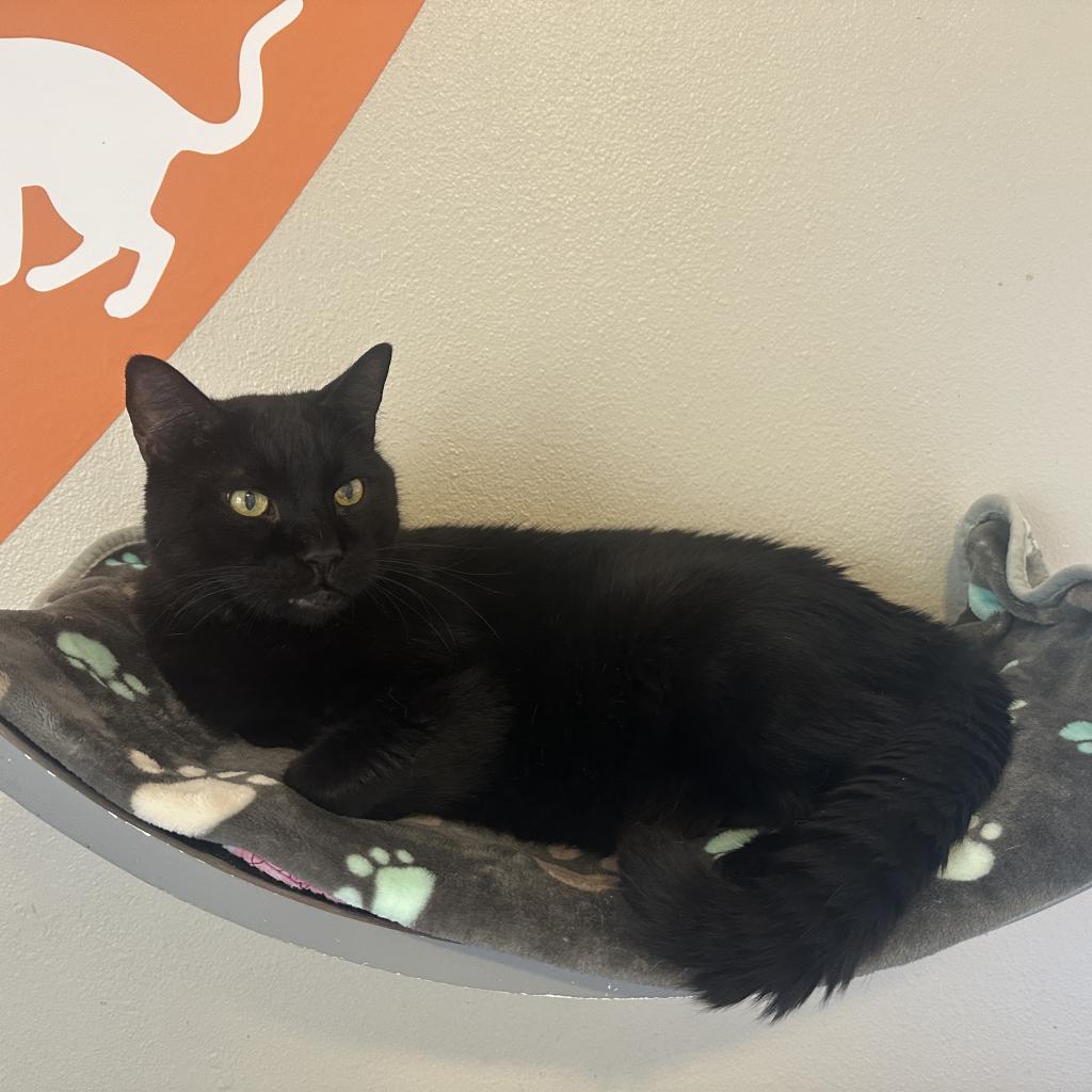 Scamper, an adoptable Domestic Short Hair in Kanab, UT, 84741 | Photo Image 2