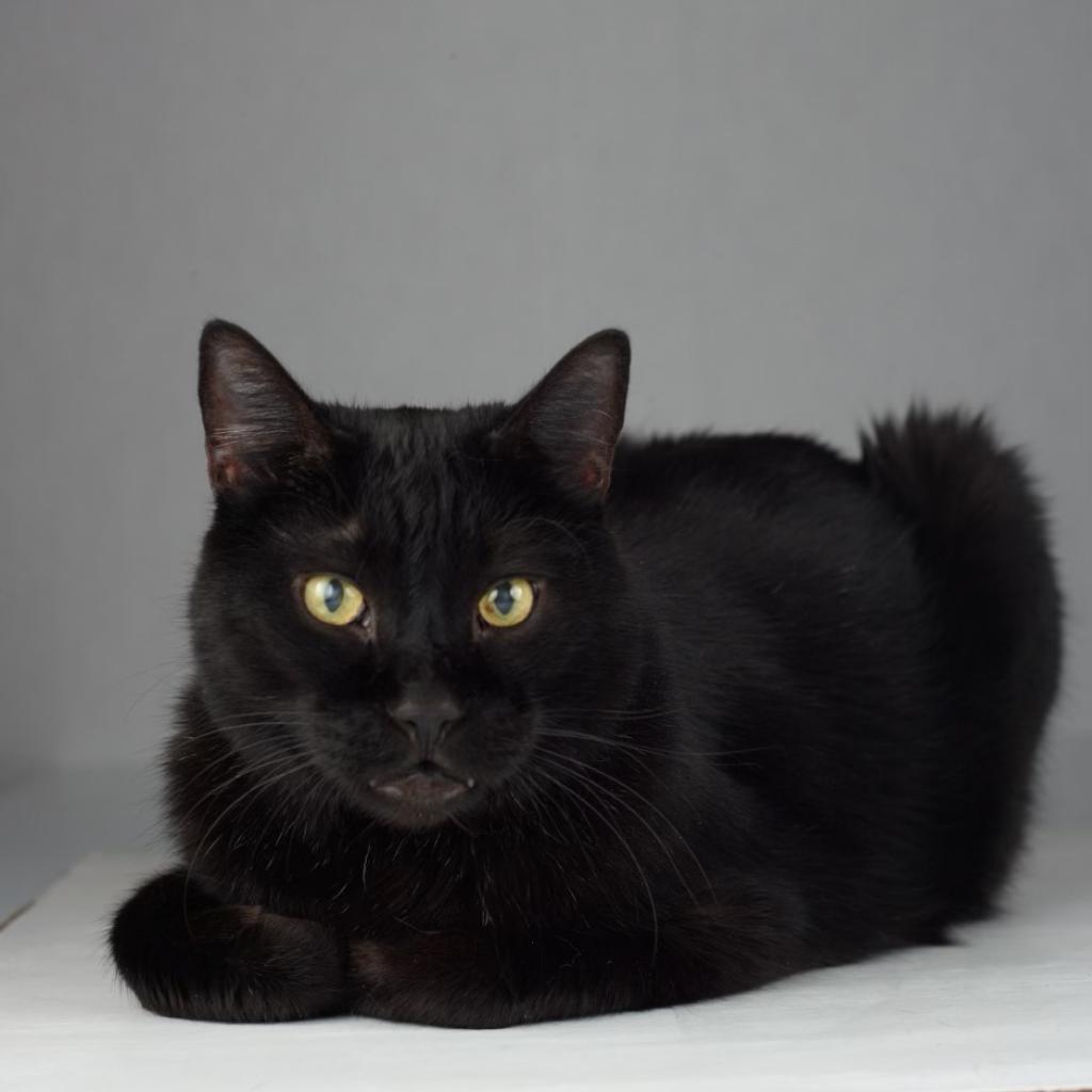 Scamper, an adoptable Domestic Short Hair in Kanab, UT, 84741 | Photo Image 3