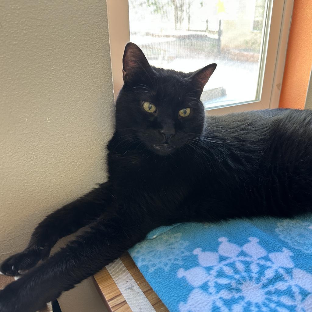 Scamper, an adoptable Domestic Short Hair in Kanab, UT, 84741 | Photo Image 4