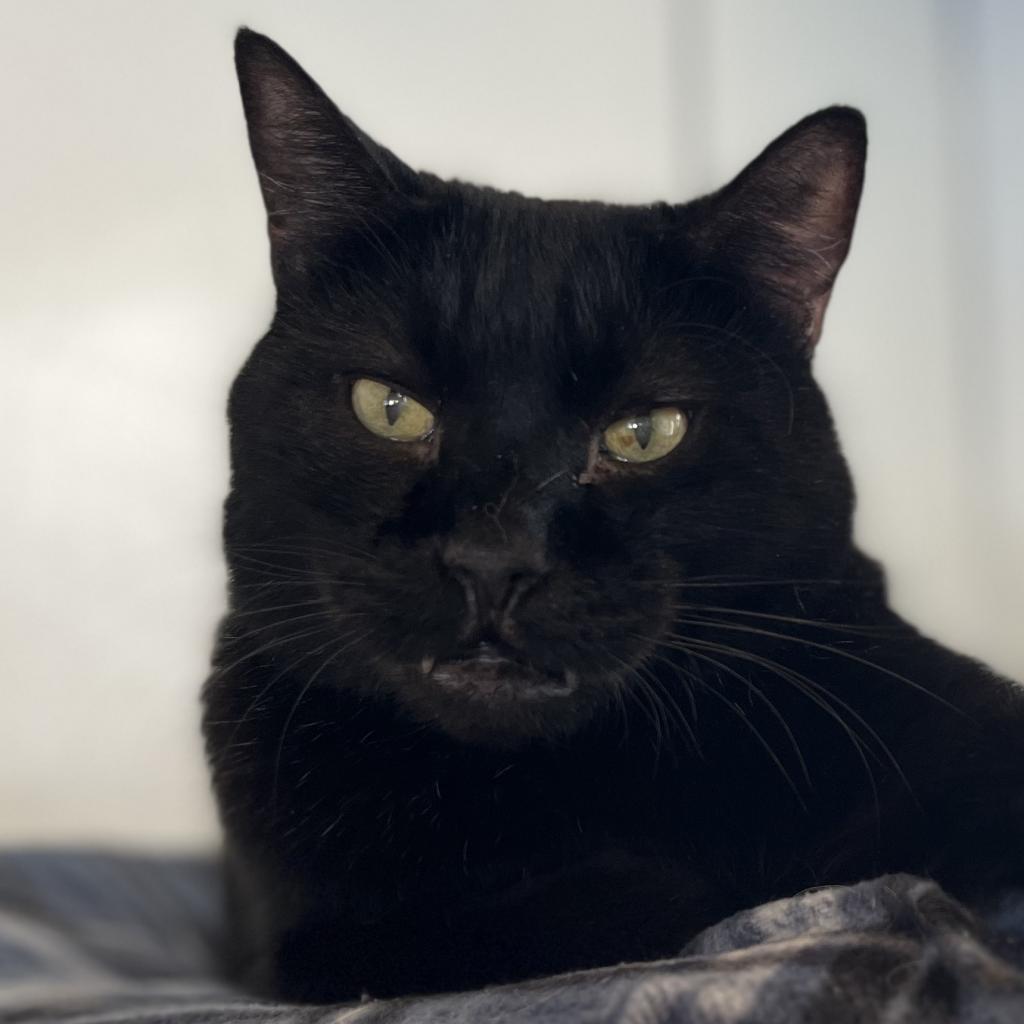 Scamper, an adoptable Domestic Short Hair in Kanab, UT, 84741 | Photo Image 5