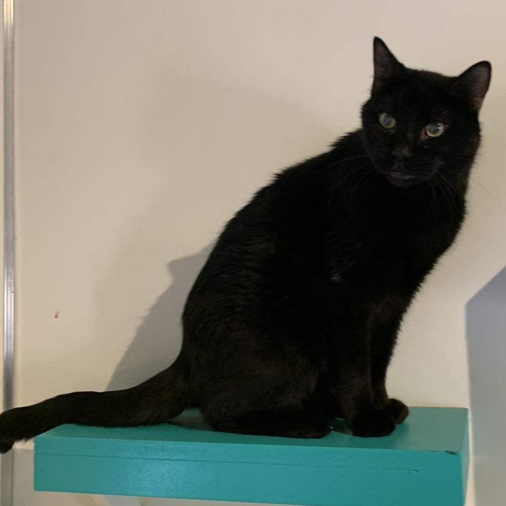 Scamper, an adoptable Domestic Short Hair in Kanab, UT, 84741 | Photo Image 6