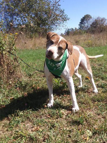 Beasle, an adoptable Pit Bull Terrier, Mixed Breed in Stuarts Draft, VA, 24477 | Photo Image 2
