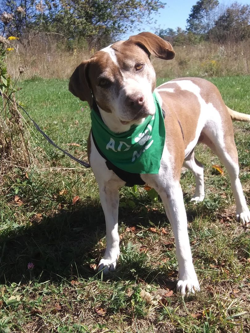 Beasle, an adoptable Pit Bull Terrier, Mixed Breed in Stuarts Draft, VA, 24477 | Photo Image 3