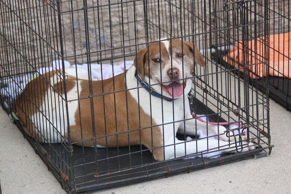 Beasle, an adoptable Pit Bull Terrier, Mixed Breed in Stuarts Draft, VA, 24477 | Photo Image 4