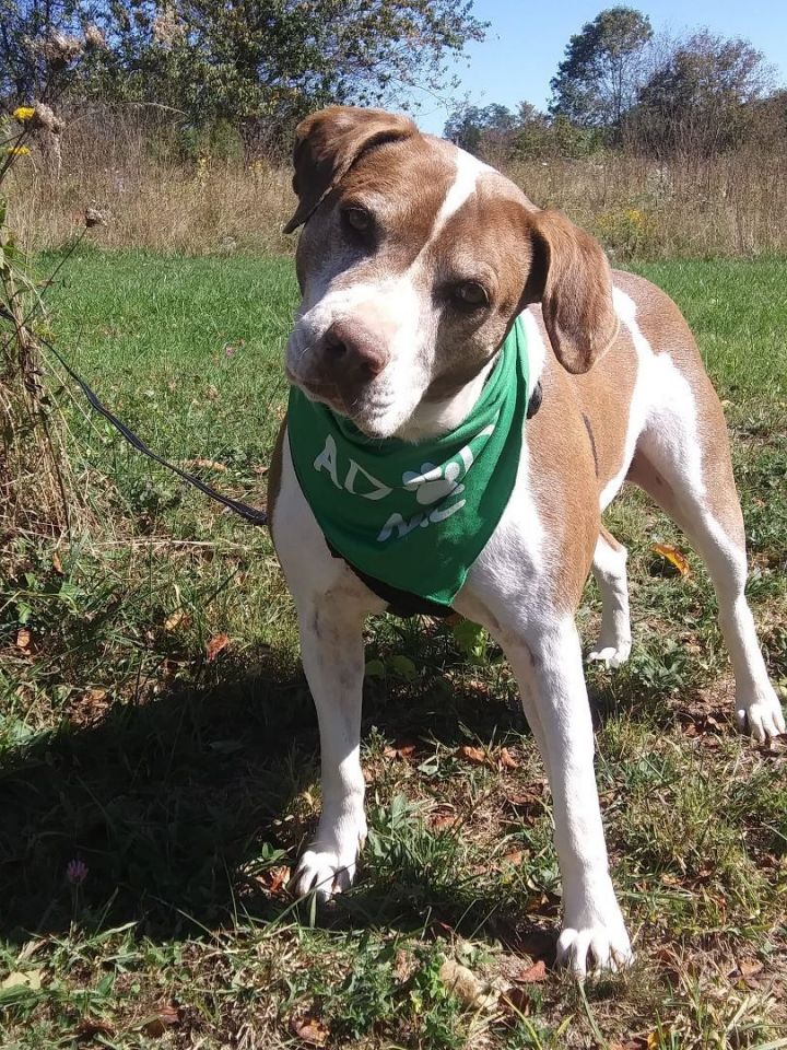 Beasle, an adoptable Pit Bull Terrier Mix in Stuarts Draft, VA_image-5