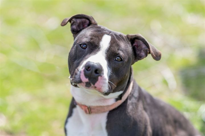 Jet, an adoptable American Staffordshire Terrier in Stamford, CT_image-1