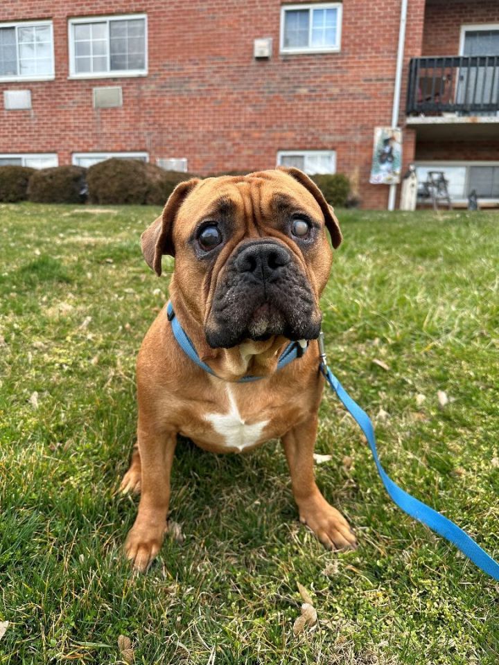 Finn, an adoptable English Bulldog in Belmar, NJ_image-2