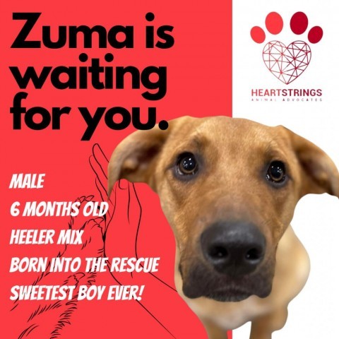 ZUMA, an adoptable Cattle Dog Mix in El Dorado, KS_image-1
