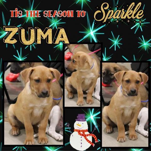 ZUMA 2