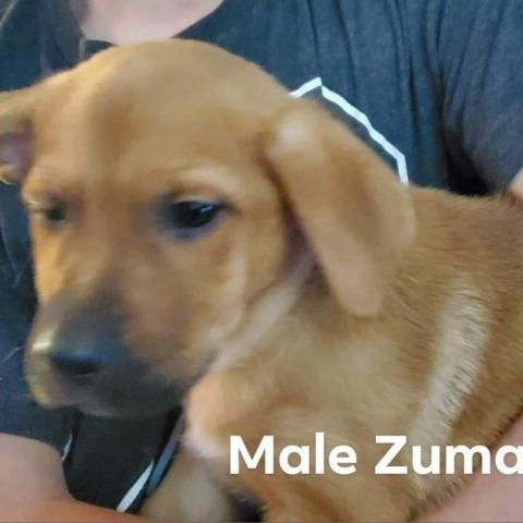 ZUMA 3