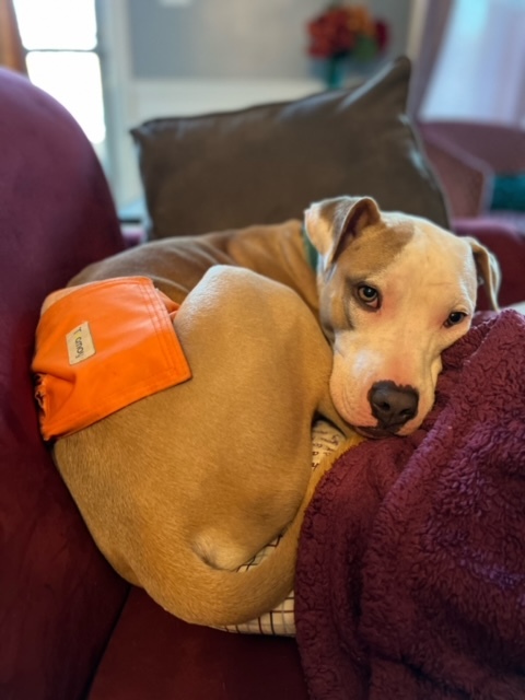 Elvis, an adoptable Pit Bull Terrier Mix in Chicago, IL_image-5